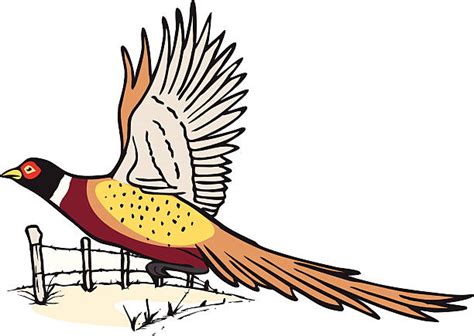 Pheasant Illustrations Royalty Free Vector Graphics And Clip Art Istock