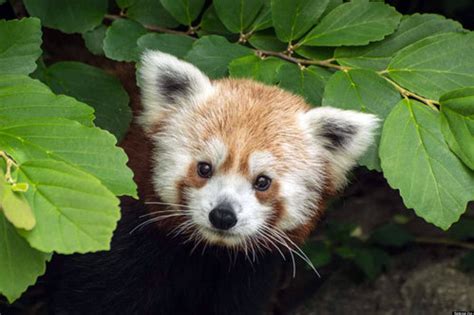 Rusty The National Zoos Adorable New Red Panda Makes Debut Photos