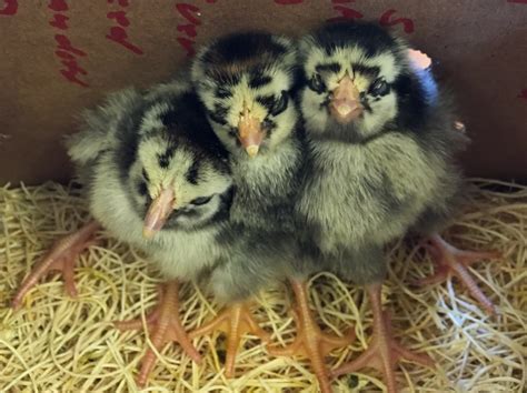 Baby Chicks - BioFuel Oasis