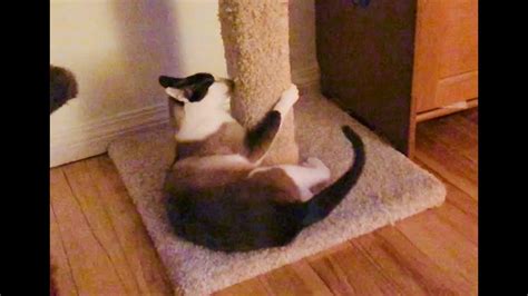 Funny Cat Chases Own Tail Around Scratching Post Youtube