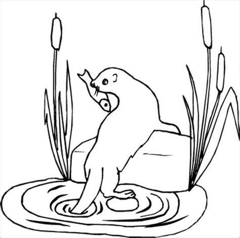 Simple Otter Coloring Pages Coloringbay