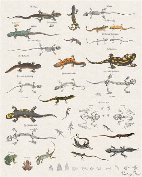 Lizard Chart Instant Download Reptiles Print Zoology Art Etsy