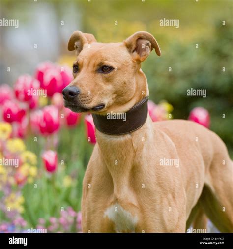 Bull Lurcher Hi Res Stock Photography And Images Alamy