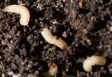 The Best Way To Get Rid Of Tiny White Bugs In Soil Agreenhand