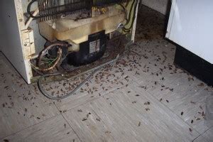 We did not find results for: How to Get Rid of Cockroaches in Kitchen | Health Clover
