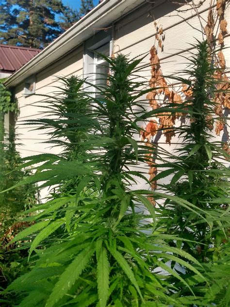 Electric Maui – New420Guy Seeds