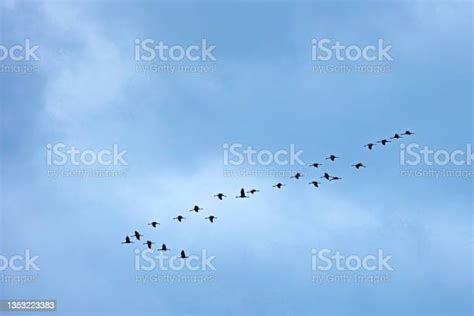 Silhouettes Of Crane Birds In The Blue Sky Flying In Wedge Formation