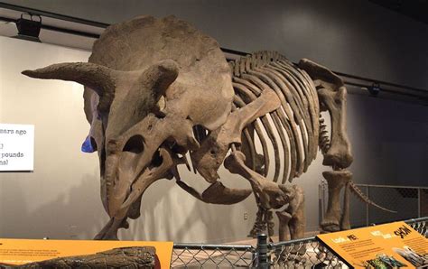 10 Cool Facts About Triceratops Paleontology World