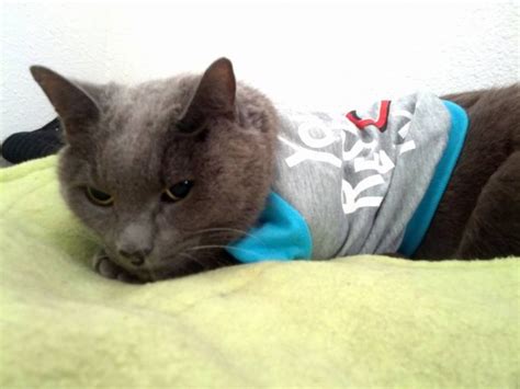 If you have recently changed the type of food you feed your cat and notice lumps on their head and neck, the lumps are. Bald Spots on Back and Neck of Cat - Due to Flea ...
