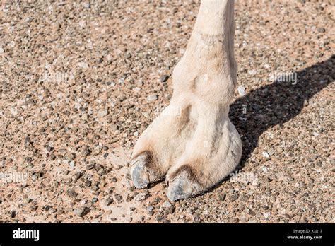 Closeup Of Camel Foot In The Desert Stock Photo Alamy