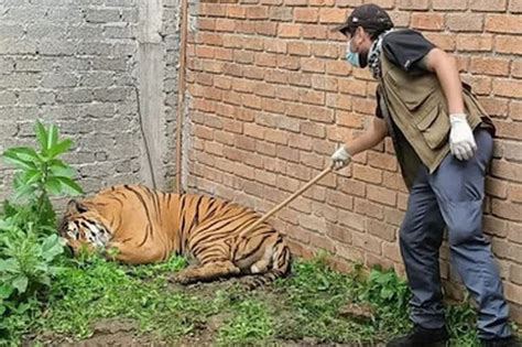 Mexican Drug Cartel Hitmen Shoot Rivals Pet Bengal Tiger In