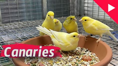 Canary Breeding Tips Birds For Sale Youtube