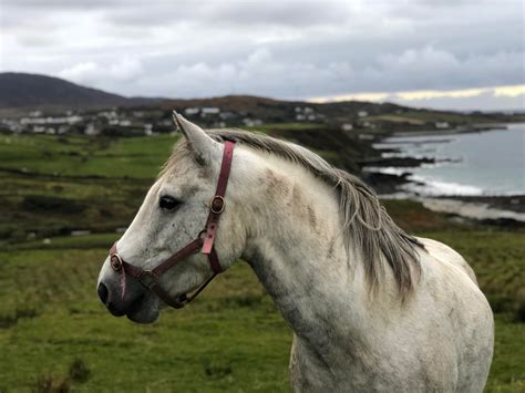 A Connemara Pony, Renvyle. : ireland