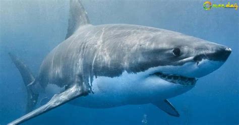 Here Top Dangerous Sea Animals in the World