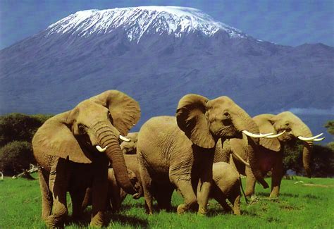 3 Raisons Daller Faire Un Safari Au Kenya Cet été Very World Trip