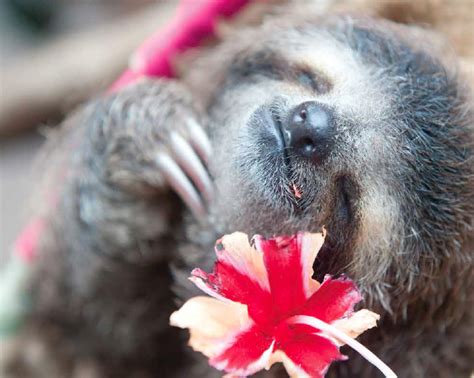 I Recently Learned That Sloths Love Hibiscus Flowers And It Brought Me