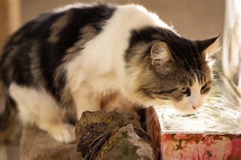 hoeveel moet een kat drinken huisdierenrijk