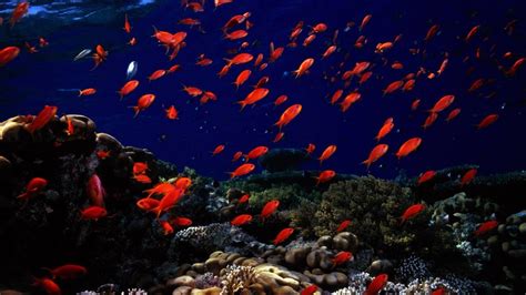 Background 4k Ultra Hd Wallpaper Underwater Fish Sea Bottom