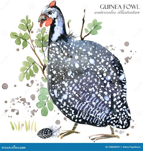 Guinea Fowl Cartoon Vector 67333829