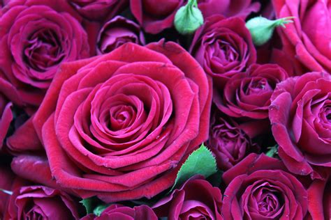 Pin auf Rote Blumen - Bilder und Hintergrund Informationen zu roten Blume