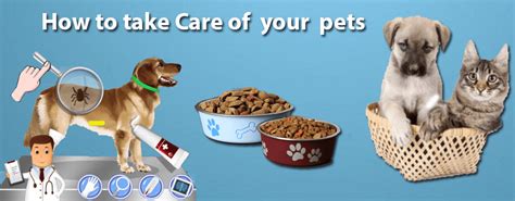 How To Take Care Of Pets Tips By Dogmal Everything You Need To Know
