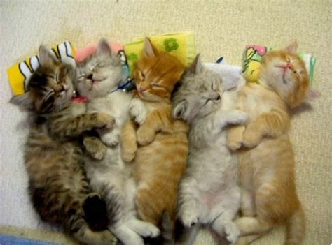 5 Cutest Puppy And Kitten Piles To Brighten Your Day Kittens Cutest