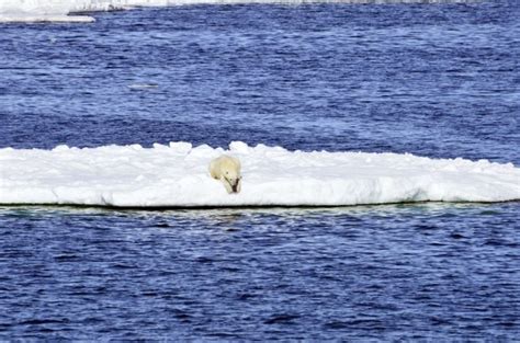 Climate Change Diet Arctic Sea Ice Thins So Do Polar Bears Troyrecord