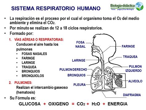 Estructura Y Funcion Del Sistema Respiratorio Humano Images