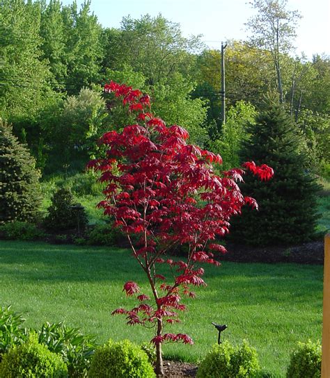 Plant Inventory Acer Palmatum Japanese Maple Bloodgood