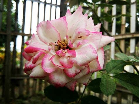 13 Gambar Setangkai Bunga Mawar Pink Gambar Bunga Indah