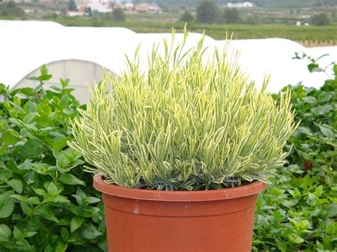 We did not find results for: Wholesale Lavender Plants - Fairweather's Nursery