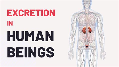 Excretion In Human Beings Human Excretory System Cbse Class 10