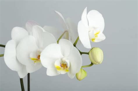 After your orchid has bloomed once, getting it to bloom again requires only giving in what it needs. How Long Do Orchids Bloom? - Smart Garden Guide