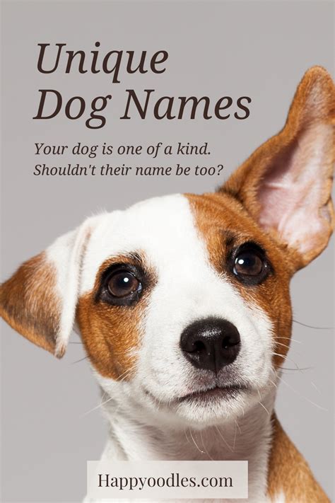 Unique Dog Names 325 Unique Names For Your Dog Dog Names Funny