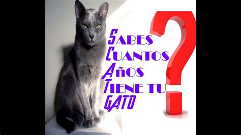 sabes cuantos años tiene tu gato youtube