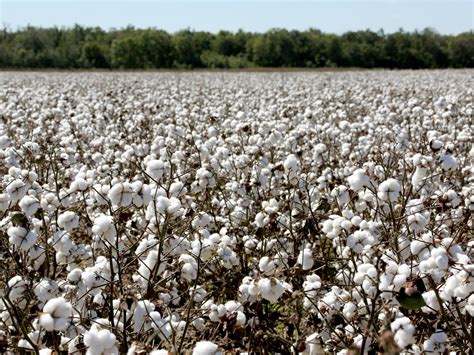 Cotton Harvests Expected To Top 1000 Pounds Again Mississippi State
