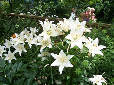 Long Island Gardening Growing True Lilies In The Garden TBR News Media