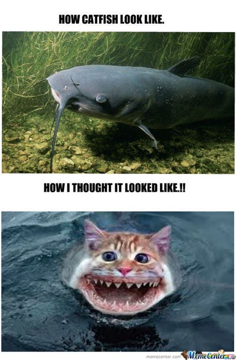 Catfish Fish Meme Agentcats
