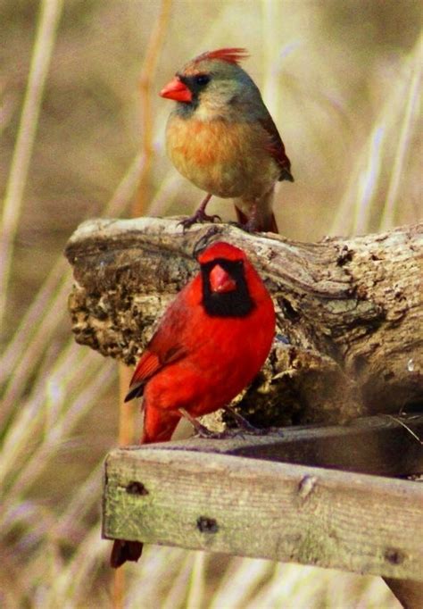 Cardinals Pretty Birds Beautiful Birds Cardinal Birds Winter