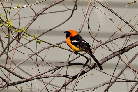 Photo Of The Week Hooded Oriole Rare Bird In Michigan