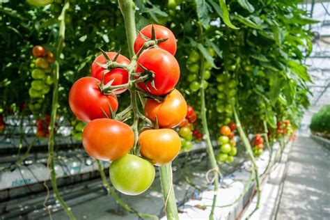 Top 30 Vegetables To Grow In A Greenhouse Gardening Tips