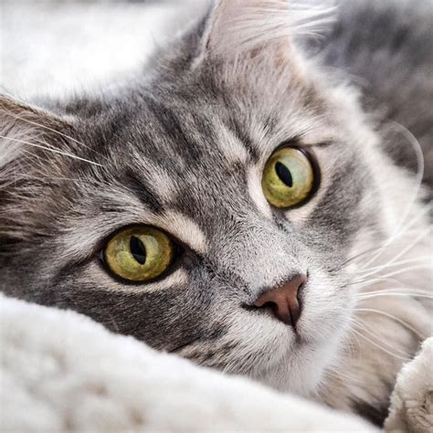 Tabby Cat Personality Grey Torrie Salinas