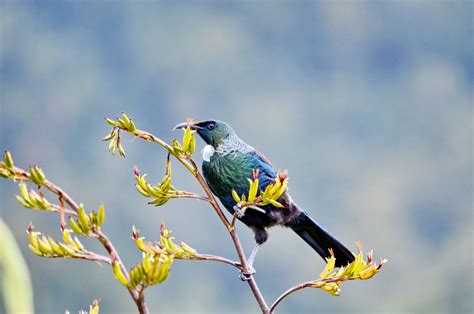 The 10 Most Beautiful Animals In New Zealand