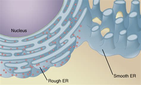 Smooth er is more tubular than rough er and forms an large amounts of smooth er are found in liver cells where one of its main functions is to detoxify. Simple Rough Er Structure - Idaman