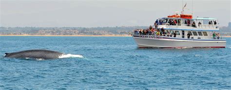Newport Beach Whale Watching | Newport Beach, CA | Whale watching cruise, Whale watching, Whale 