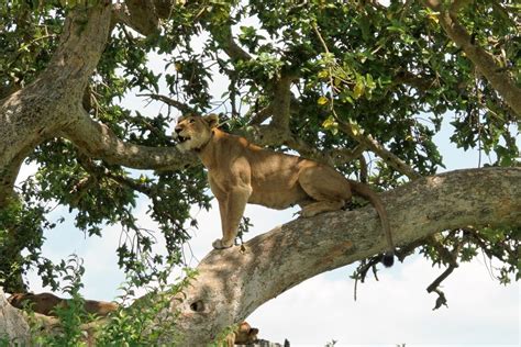ウガンダ名物「ライオンのなる木」でくつろぐライオンたち「寝姿は完全に猫」 togetter