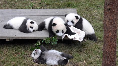 Giant Panda Breeding Center Chengdu China In 4k Ultra Hd Youtube