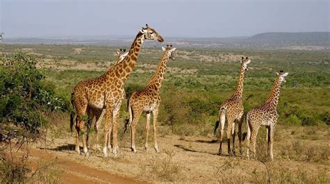 What Animals Live In Kenya E Visa To Kenya Online Blog