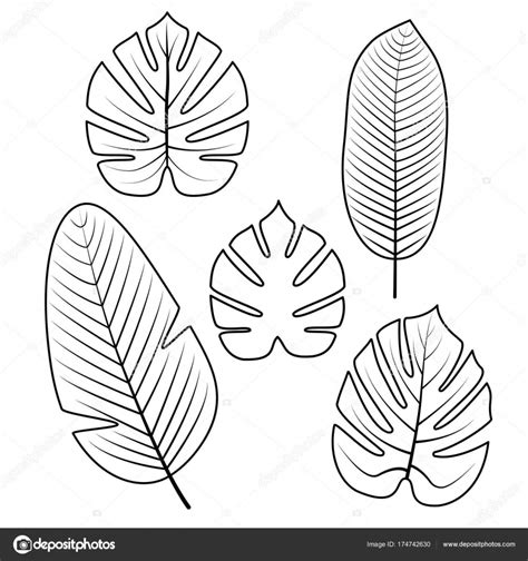 Pensando así es que hemos preparado distintas imágenes de palmeras, para distintas clases de ilustraciones. Imágenes: hojas tropicales dibujo | Colección de hojas ...
