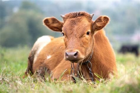 Brown Milk Cow Grazing On Green Grass At Farm Grassland Stock Photo